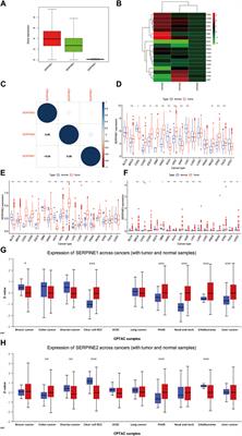 Pan-cancer analysis of SERPINE family genes as biomarkers of cancer prognosis and response to therapy